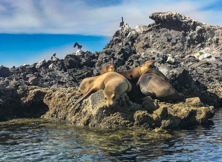Picture 10 for Activity Balandra Adventure: sea lions, kayak, and hike in paradise 3