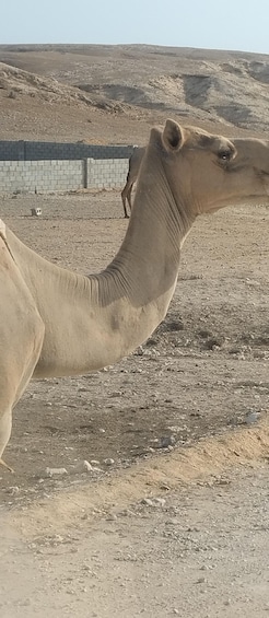 A camel standing on a rocky terrain with a brick wall in the background. 2
