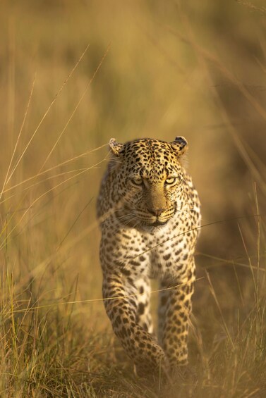Jawai Leopard Safari 4x4 Gypsy Adventure with Guide 1