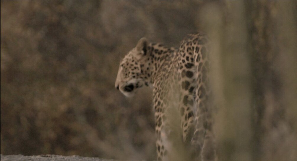 Picture 21 for Activity Jawai Leopard Safari 4x4 Gypsy Adventure with Guide 5