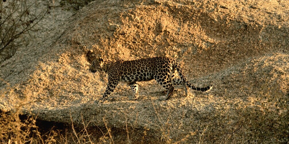 Picture 45 for Activity Jawai Leopard Safari 4x4 Gypsy Adventure with Guide 3