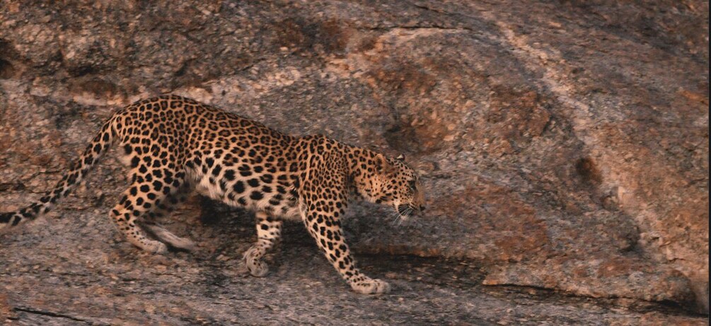 Picture 22 for Activity Jawai Leopard Safari 4x4 Gypsy Adventure with Guide 4