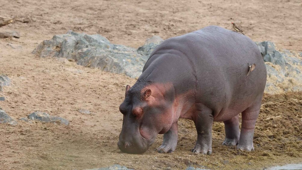 A hippopotamus on a sandy terrain with rocks. 5