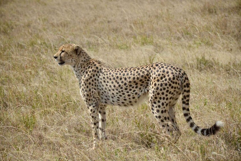 A cheetah walking through a grassy field. 2