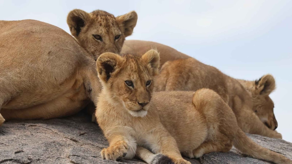 Three lions resting on a rock. 1