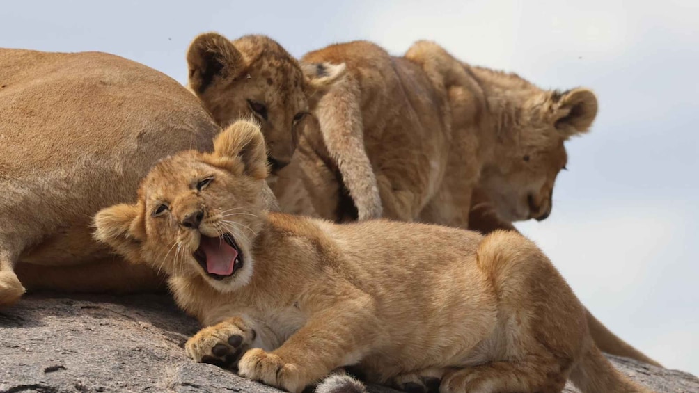 A lion cub yawning on a rock with two adult lions in the background. 3