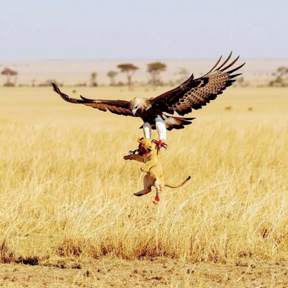A bird of prey in flight carrying a small animal. 4
