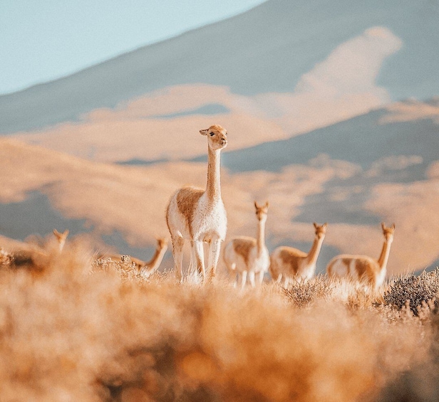 A group of llamas in a grassy field with a mountain in the background. 3