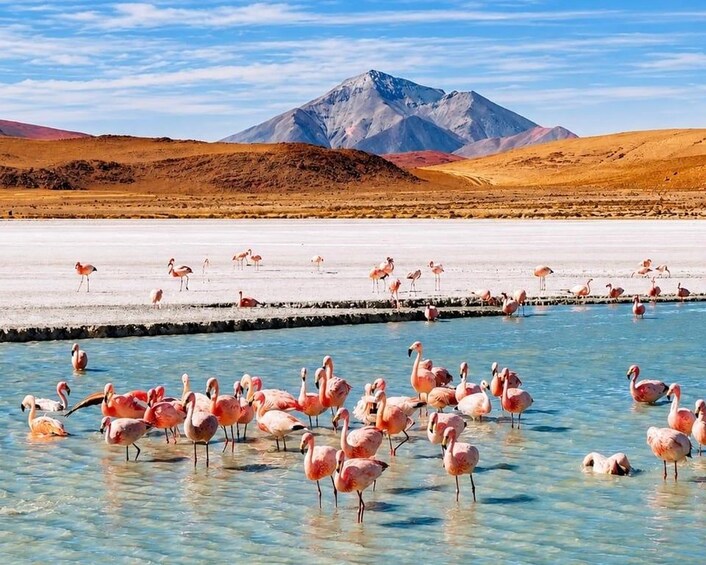 Flamingos in a shallow water body with a mountainous background. 1