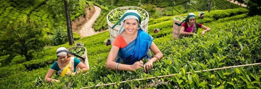 A tea plantation with workers harvesting tea leaves. 5