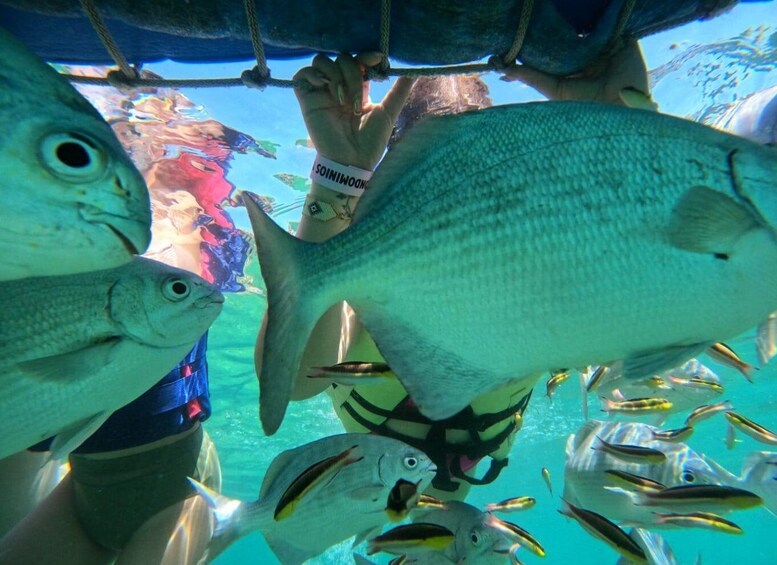 A person holding a large fish underwater, surrounded by smaller fish. 4