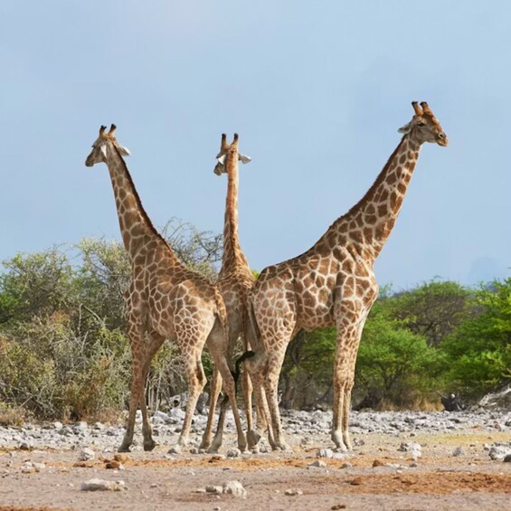 Three giraffes standing on a rocky terrain with sparse vegetation and a clear sky. 1