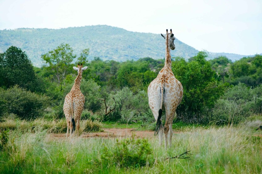 Two giraffes standing in a grassy field with a forested hill in the background. 5