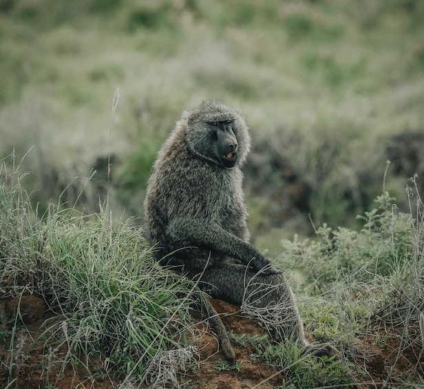 A monkey sitting on a rock surrounded by grass and plants. 3