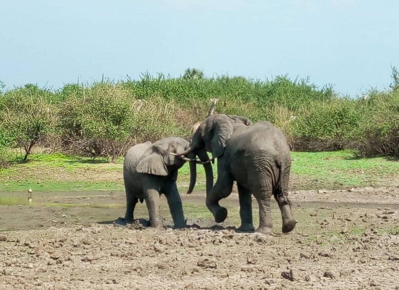 Two elephants near a water body with sparse vegetation in the background. 1