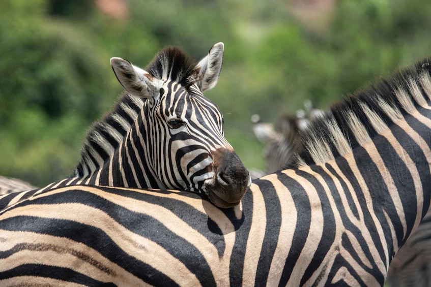 A zebra with distinctive black and white stripes resting its head on another zebra's back. 4