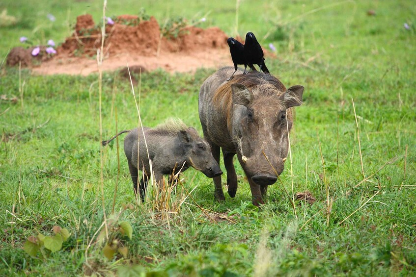 A wild boar with a black bird perched on its head, grazing in a grassy field. 2