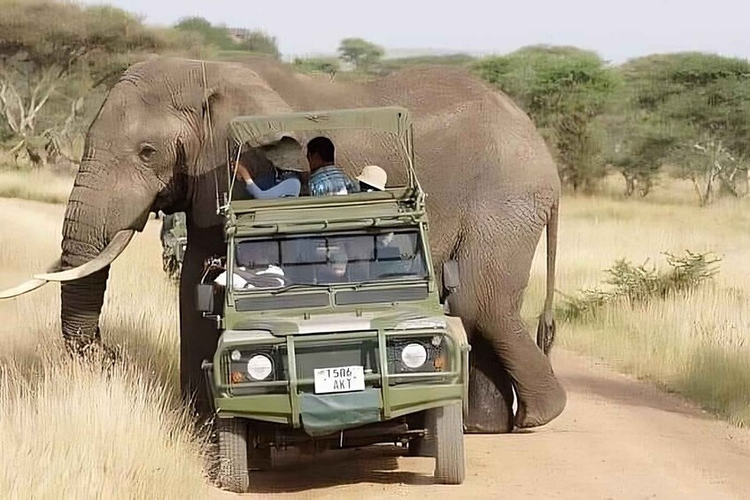 A green off-road vehicle with two passengers driving alongside a large elephant on a dirt road in a grassy savannah. 5