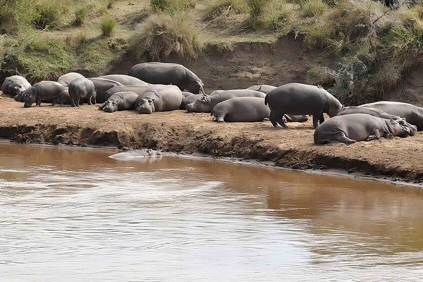 Hippos resting by a riverbank. 2