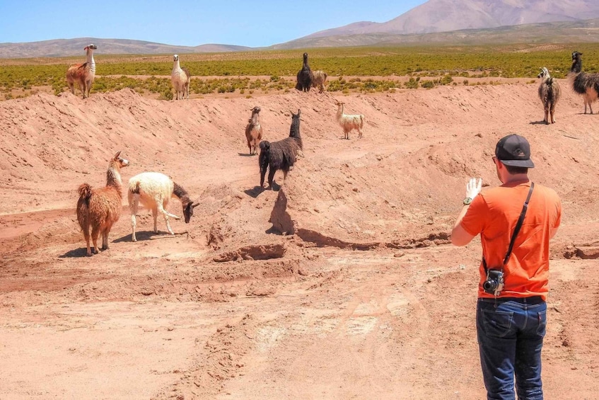 A person taking a photo of llamas in a desert landscape with mountains in the background. 5