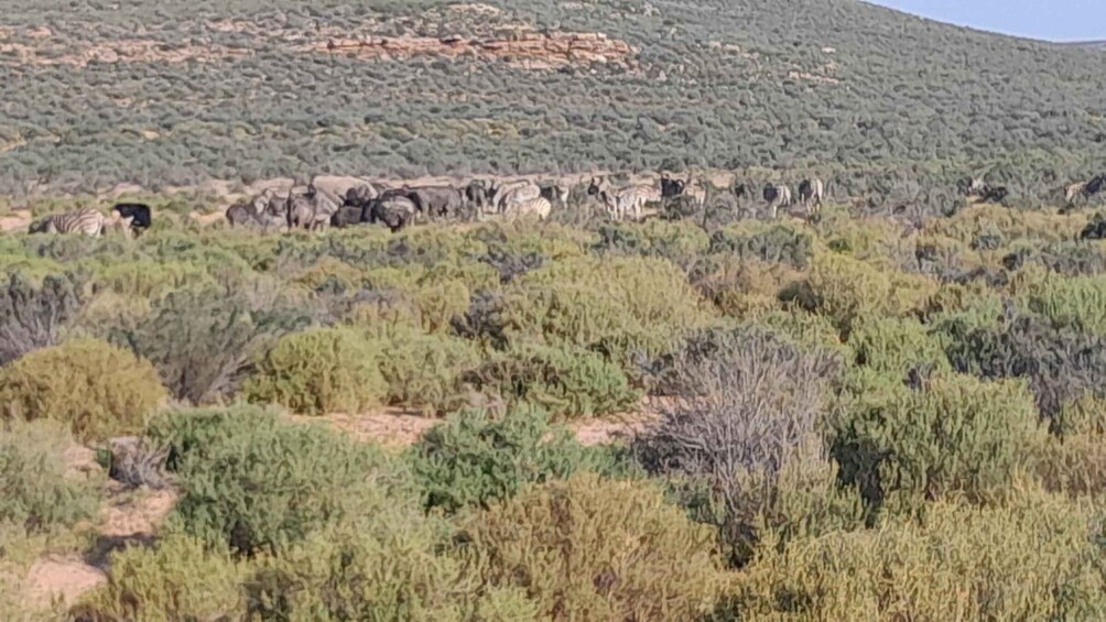 En flock zebror betar på en savann med gles vegetation, och en kulle syns i bakgrunden. 2