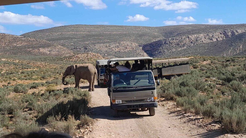 En safaribil med passagerare och en elefant på en grusväg i ett ökenlandskap. 1