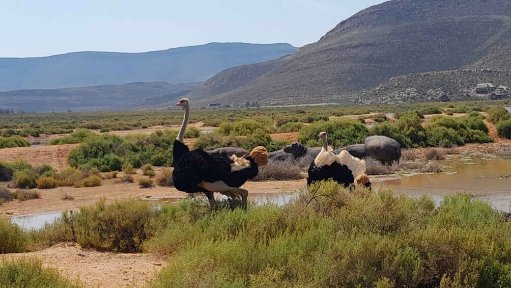 En grupp strutsar i ett naturligt landskap med gles vegetation och ett berg i fjärran. 3