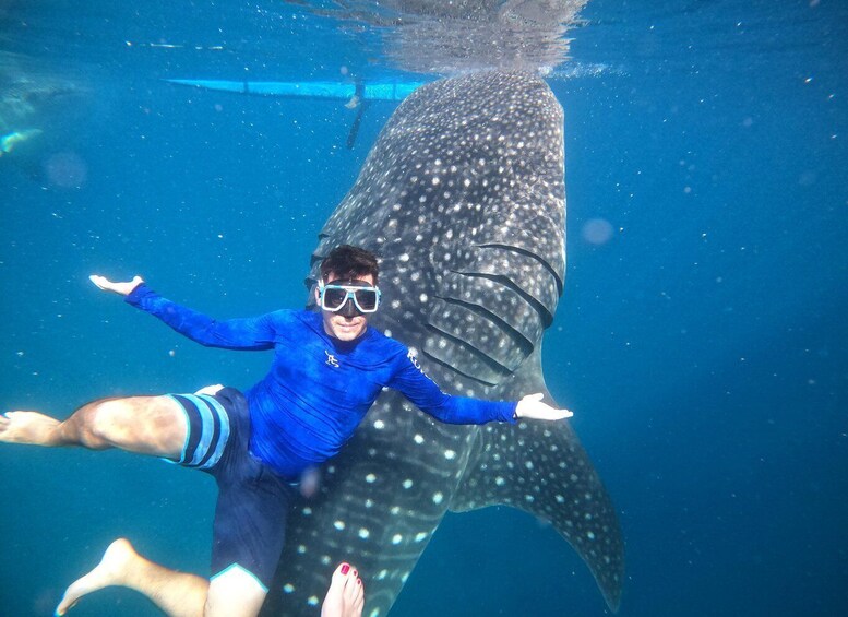 A person snorkeling with a whale shark. 4