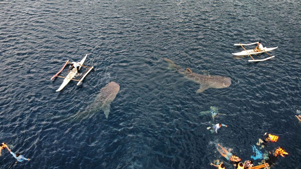 A large whale shark swimming near a group of people on small boats. 3