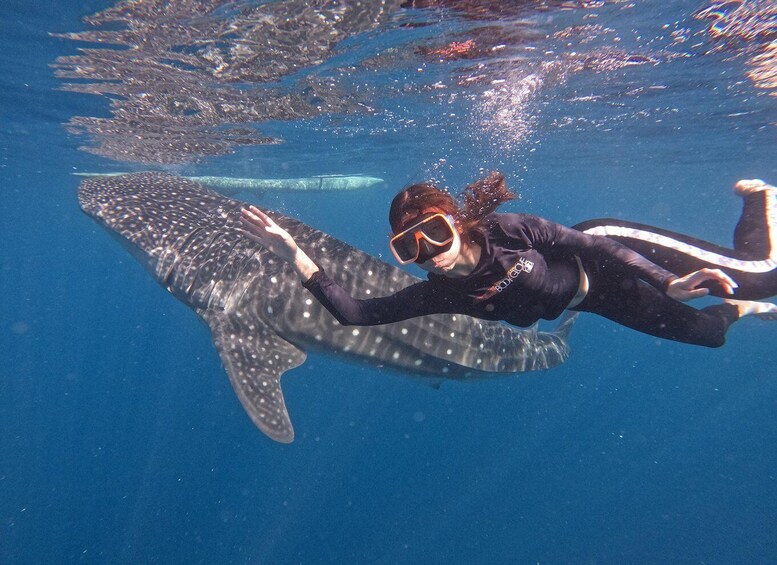 A person scuba diving near a large whale shark. 2