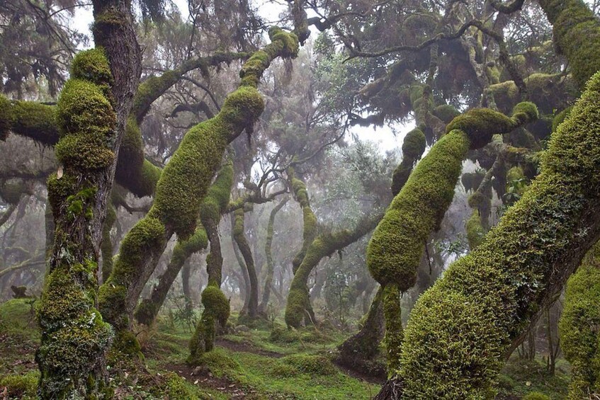 Picture 4 for Activity 6-Day Bale Mountains NP Trekking & Wildlife Adventure 2