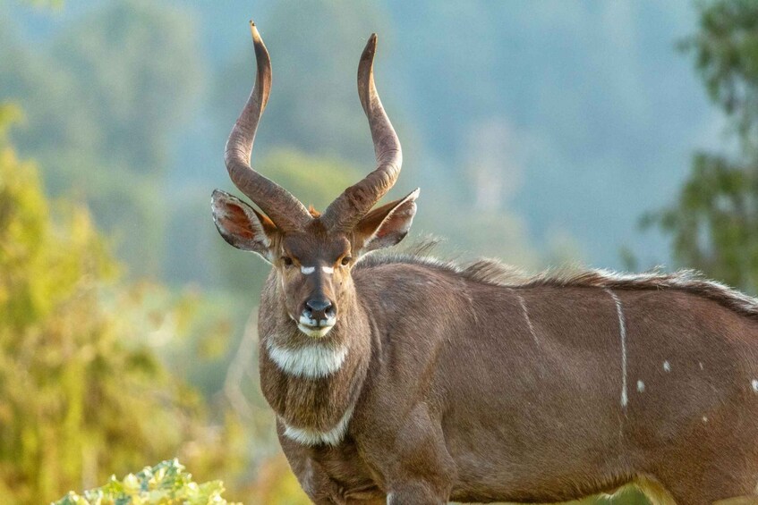 Picture 5 for Activity 6-Day Bale Mountains NP Trekking & Wildlife Adventure 3