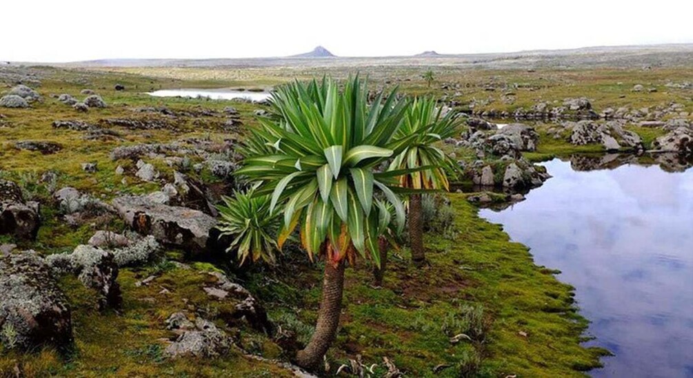 Picture 4 for Activity From Bale Mountains: 6-Day Guided Trekking Adventure 4