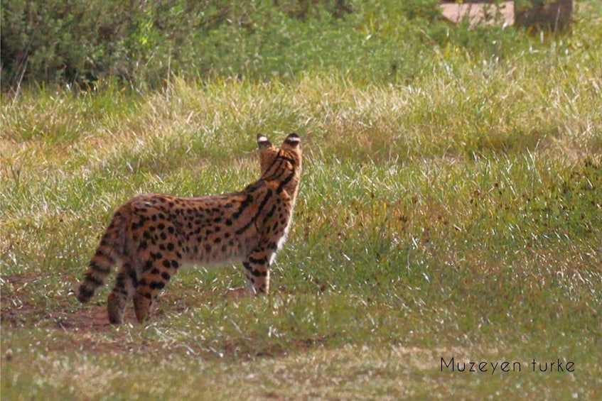 From Bale Mountains: 6-Day Guided Trekking Adventure 1
