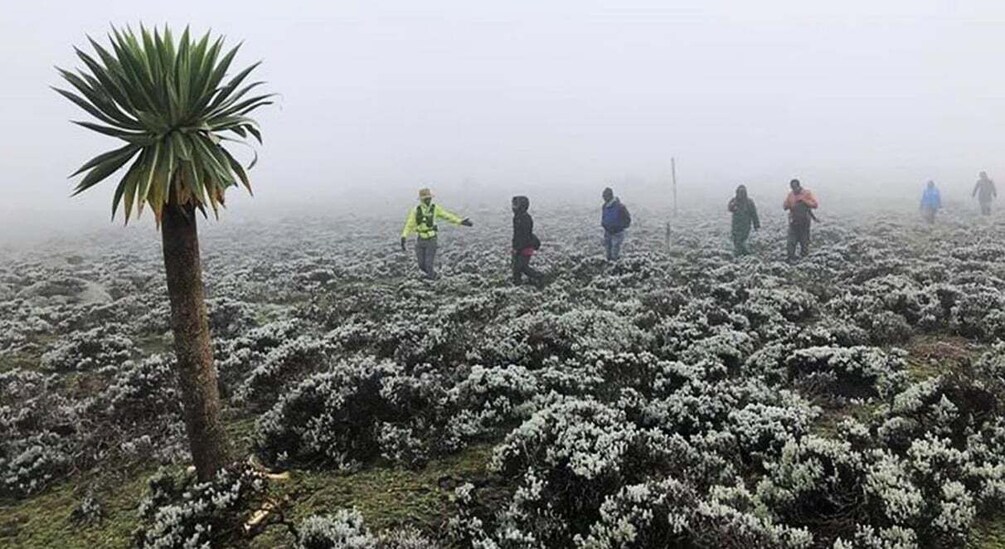 Picture 6 for Activity From Bale Mountains: 6-Day Guided Trekking Adventure 5
