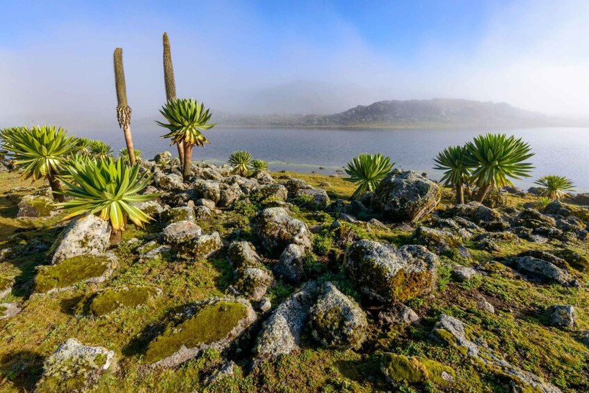 Picture 6 for Activity 6-Day Bale Mountains NP Trekking & Wildlife Adventure 4