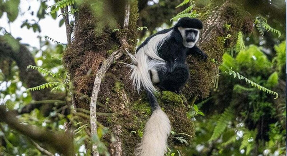 Picture 5 for Activity From Bale Mountains: 6-Day Guided Trekking Adventure 3