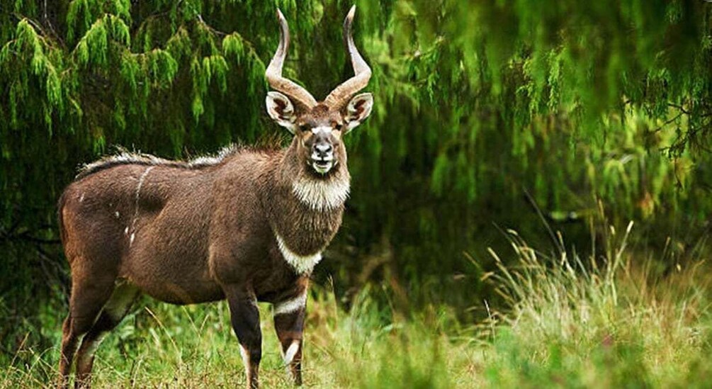 Picture 1 for Activity From Bale Mountains: 6-Day Guided Trekking Adventure 2