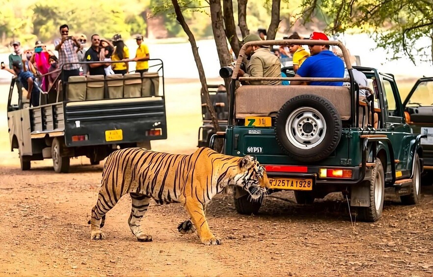 A tiger walking on a dirt path with people in vehicles observing in the background. 1