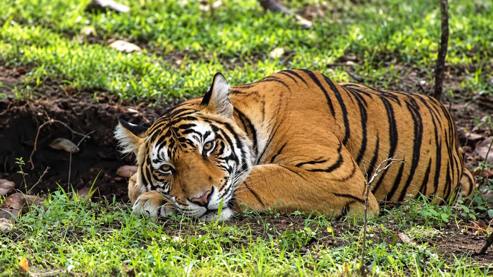 Picture 7 for Activity Ranthambore Tiger Safari Day Trip with Fort Tour & Lunch 4