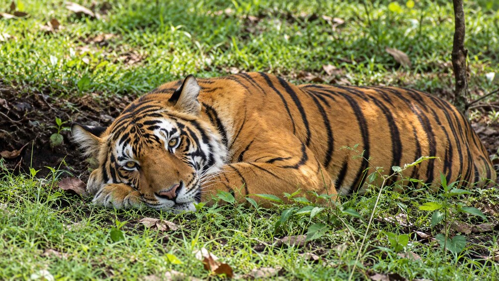 Picture 11 for Activity Ranthambore Tiger Safari Day Trip with Fort Tour & Lunch 5