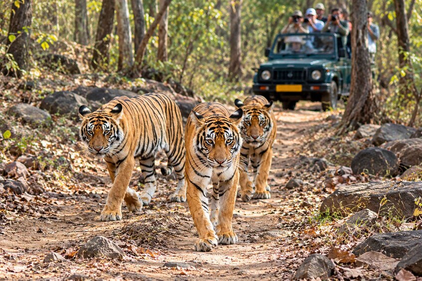 Ranthambore Tiger Safari Day Trip with Fort Tour & Lunch 1