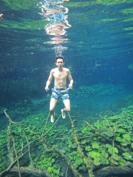 A person swimming underwater in a natural setting with aquatic plants and clear water. 2