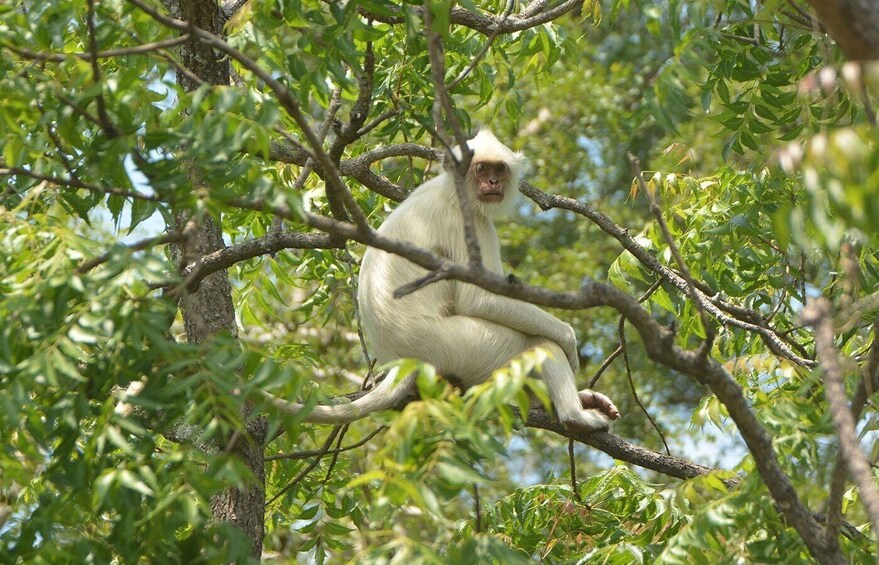 Picture 6 for Activity From Tangalle: All Inclusive Safari at Lunugamvehera Park 5