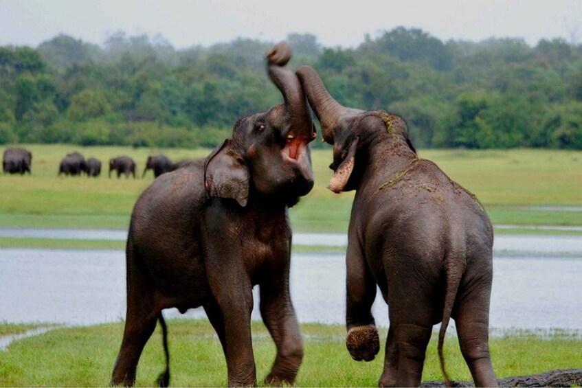 Picture 4 for Activity From Tangalle: All Inclusive Safari at Lunugamvehera Park 3