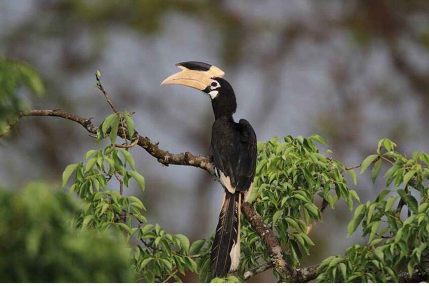 Picture 2 for Activity From Tangalle: All Inclusive Safari at Lunugamvehera Park 4
