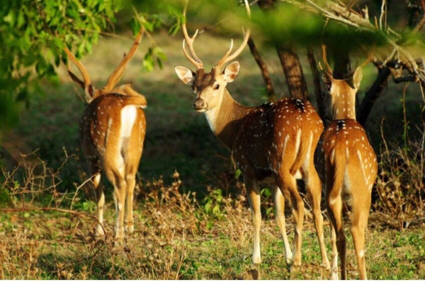 From Tangalle: All Inclusive Safari at Lunugamvehera Park 1