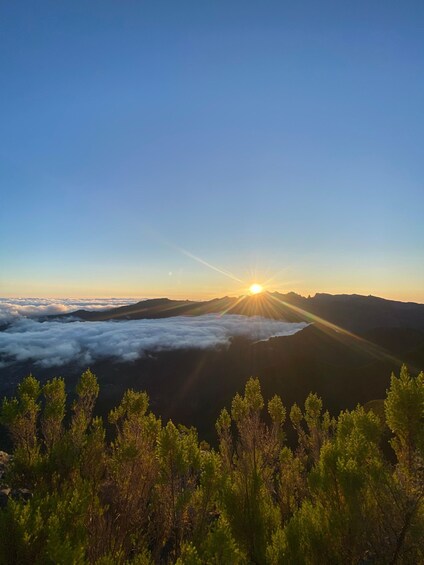 A sunrise over a mountain range with clouds below and pine trees in the foreground. 2