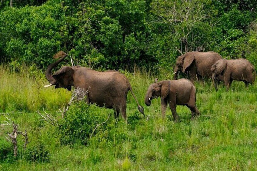A herd of elephants in a grassy field with dense green foliage in the background. 1