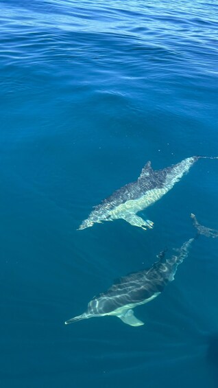 Two dolphins swimming in clear blue water. 3